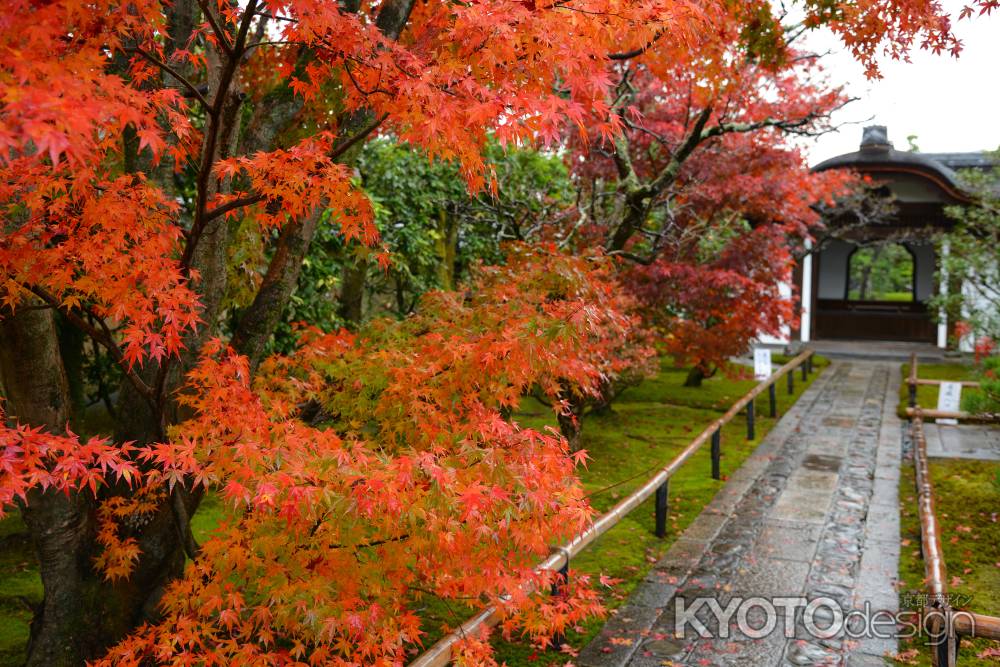 秋の大徳寺 興臨院