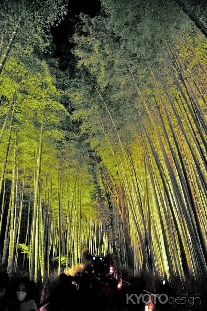 竹林の小径　ライトアップ
