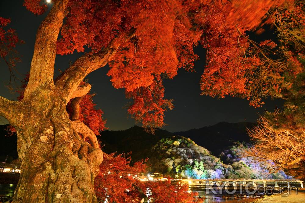 紅葉と渡月橋ライトアップ