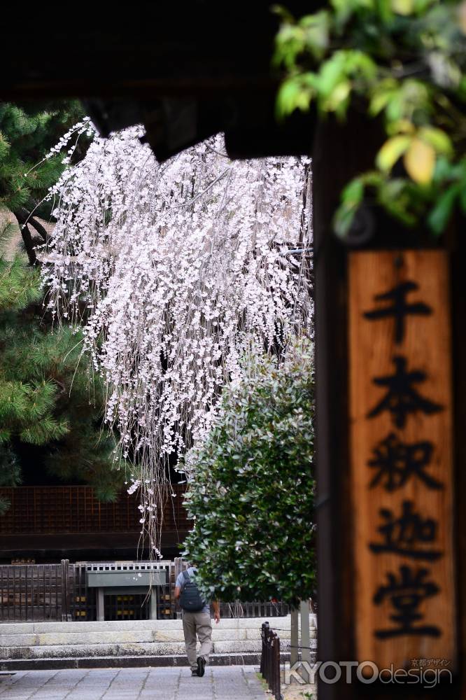 千本釈迦堂さんの春