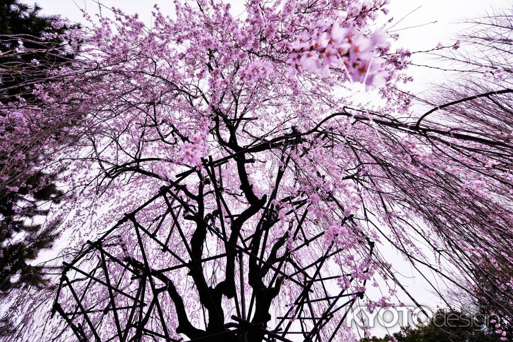 燦燦とおかめ桜