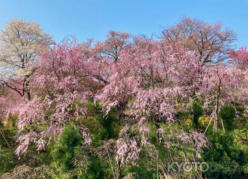 原谷苑さんの春