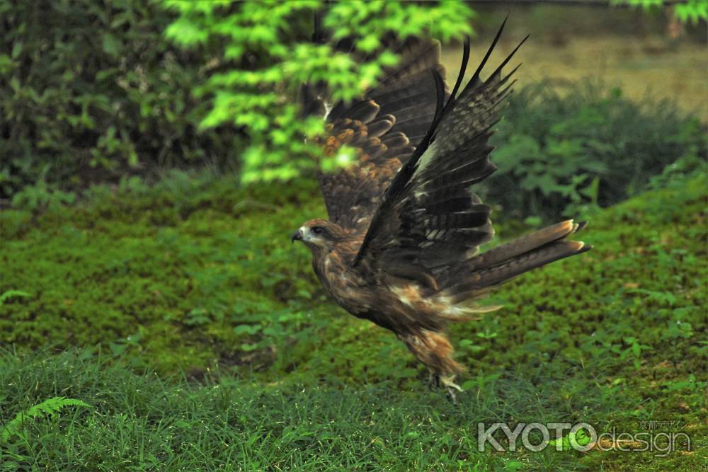 トンビが～カブリオール♪