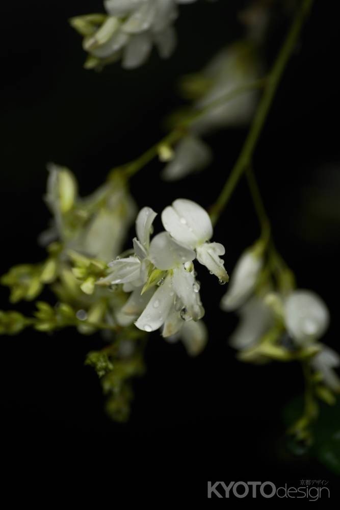 水の滴る白い萩