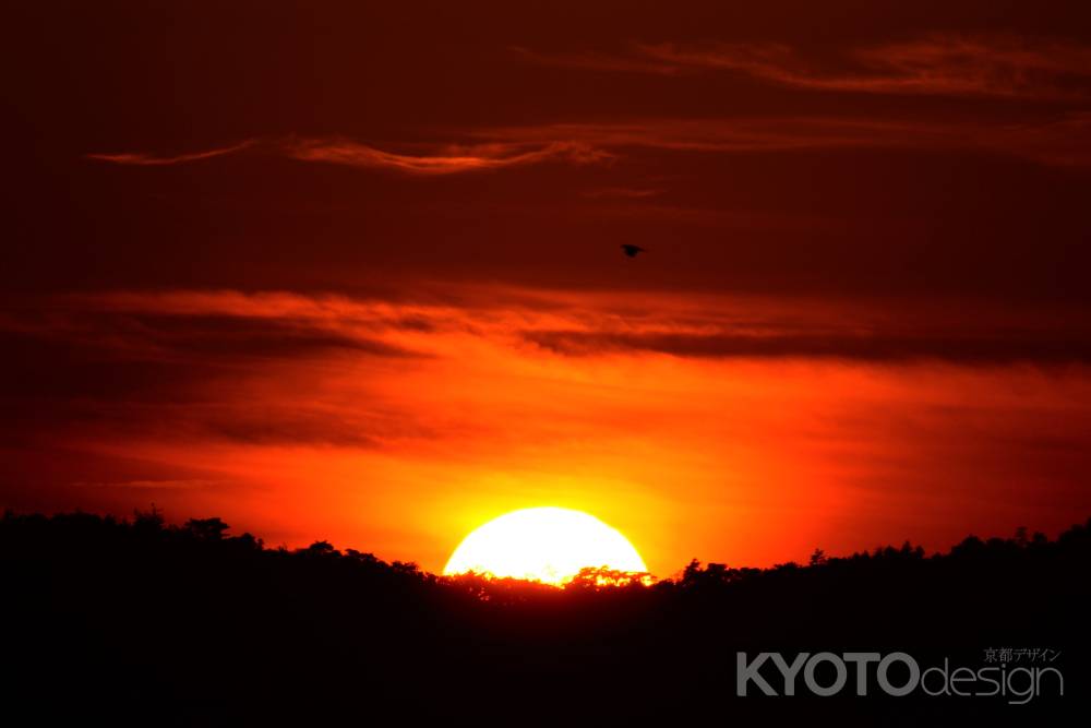 秋の陽を撮ってくれろと鳴くカラス