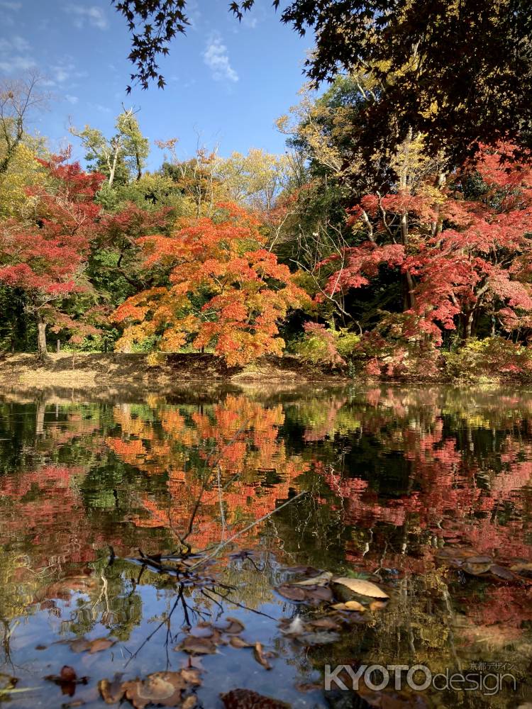 西池の秋