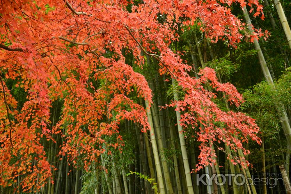 竹林と紅葉