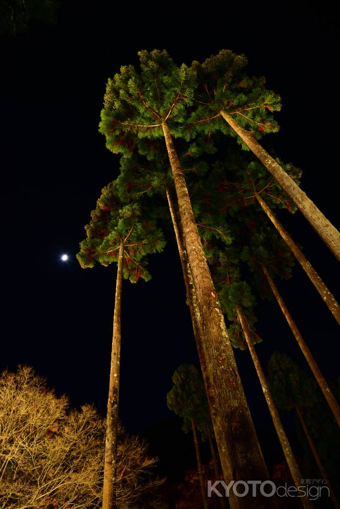北山杉と月