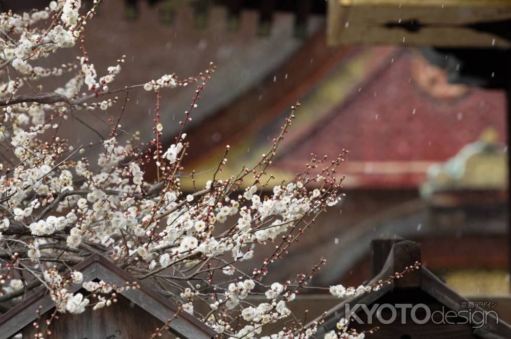 驟雪の梅花祭