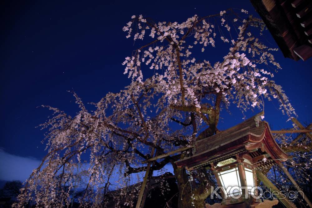 魁桜　夜空に舞う