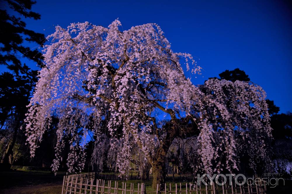 近衞のシダレザクラ　春宵　