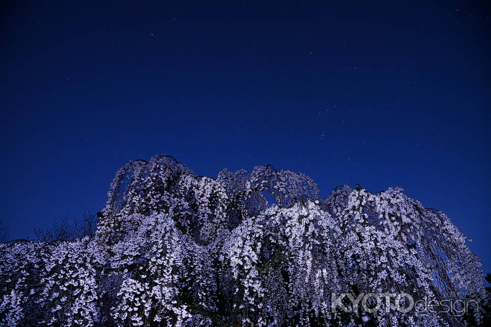 出水のシダレザクラ　星降る
