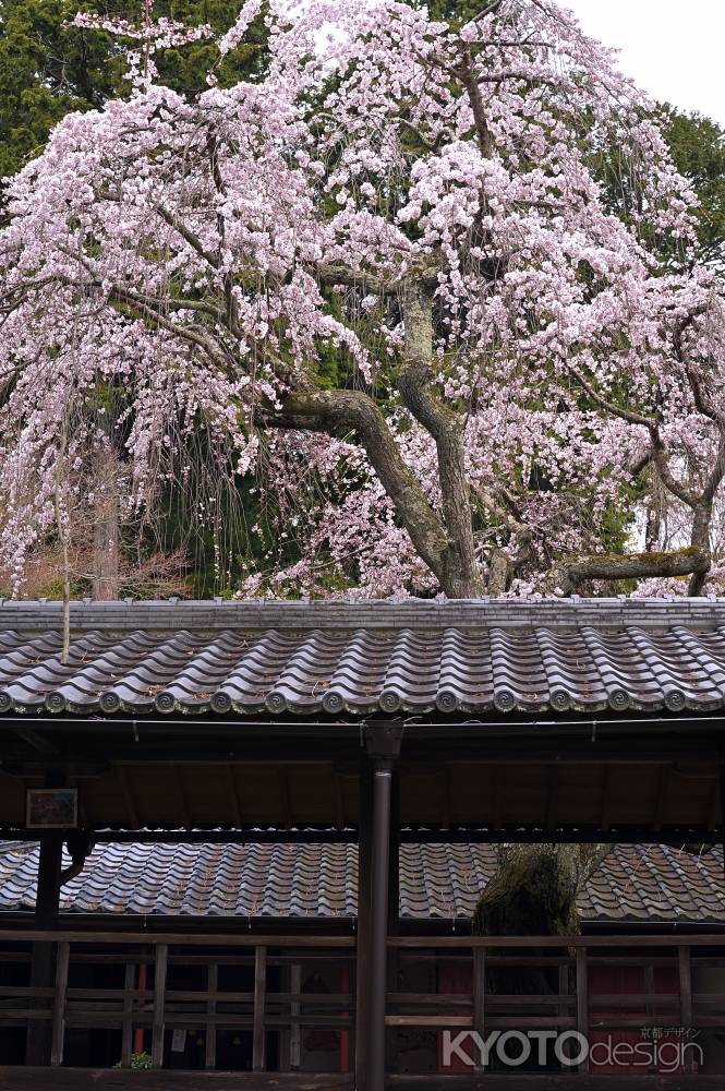 古刹　なりひら桜