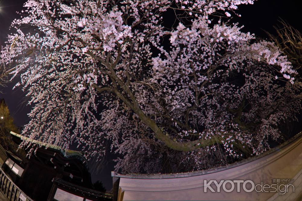 有栖川宮旧邸　夜桜