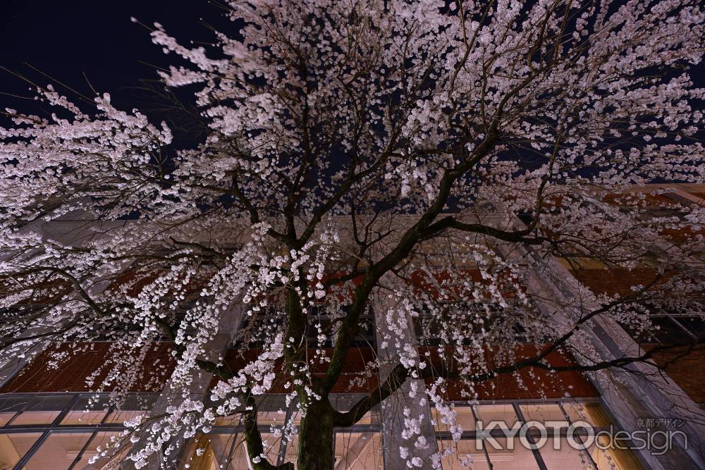 しなやかにしとやかに