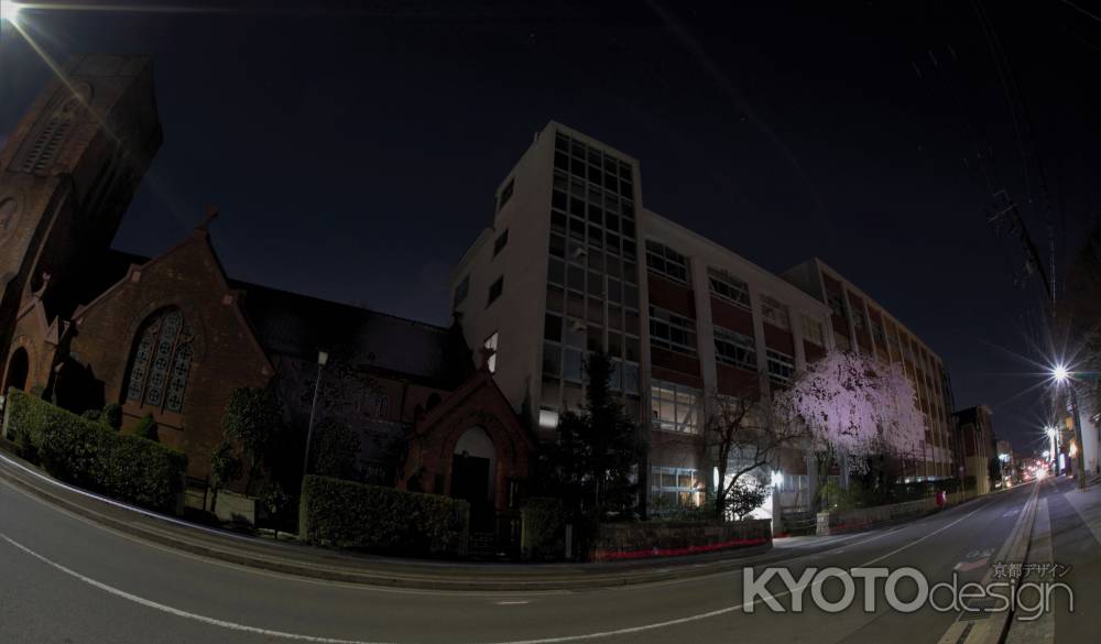 聖アグネス　聖桜