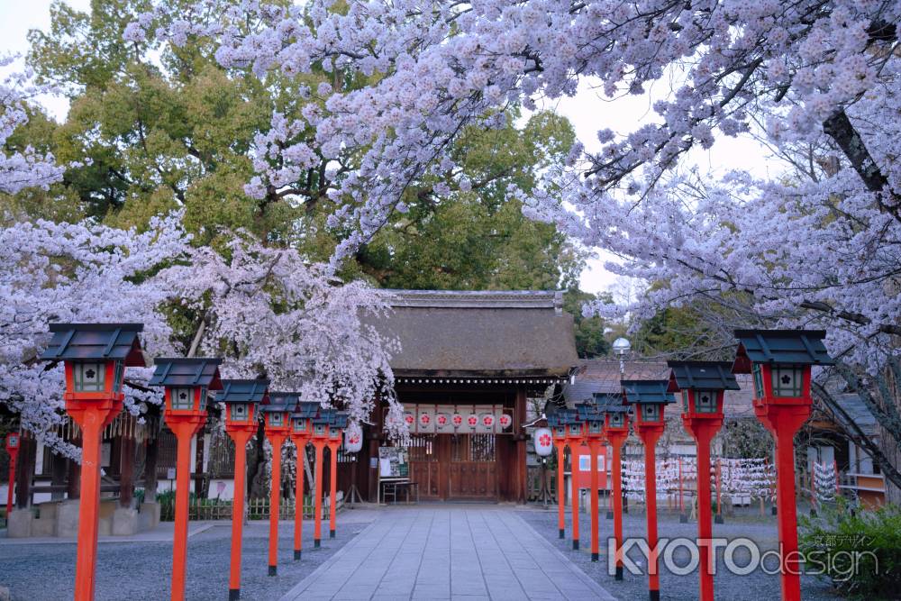 魁桜と染井吉野の共演