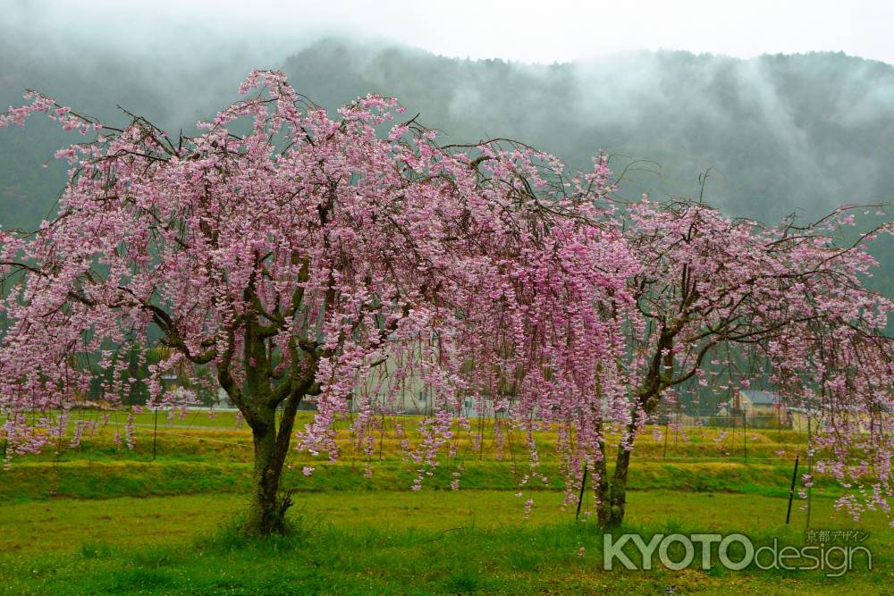 層雲と桜