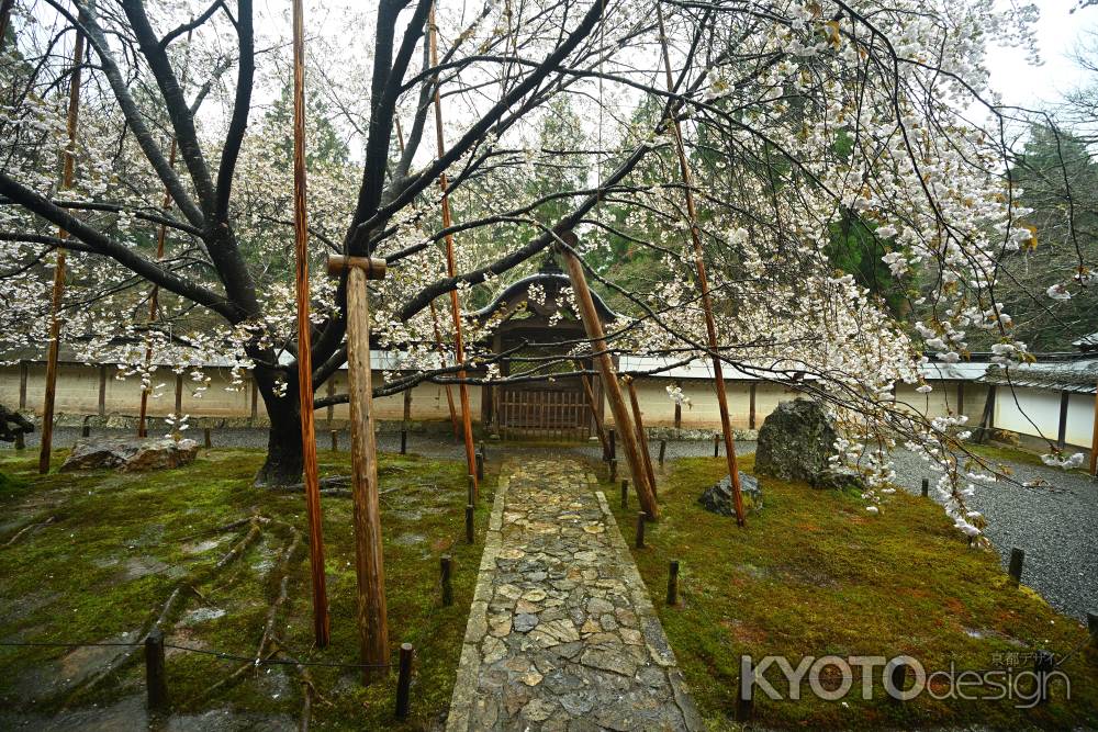 勅使門　御車返しの桜