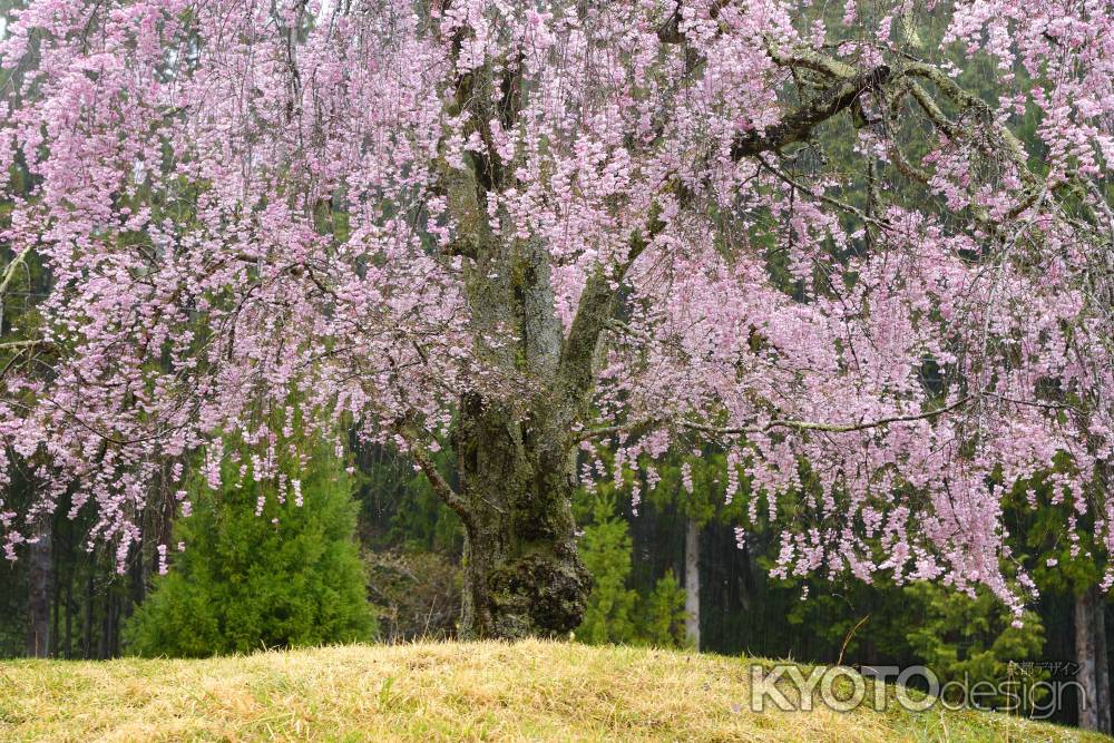 京都の自然２００選