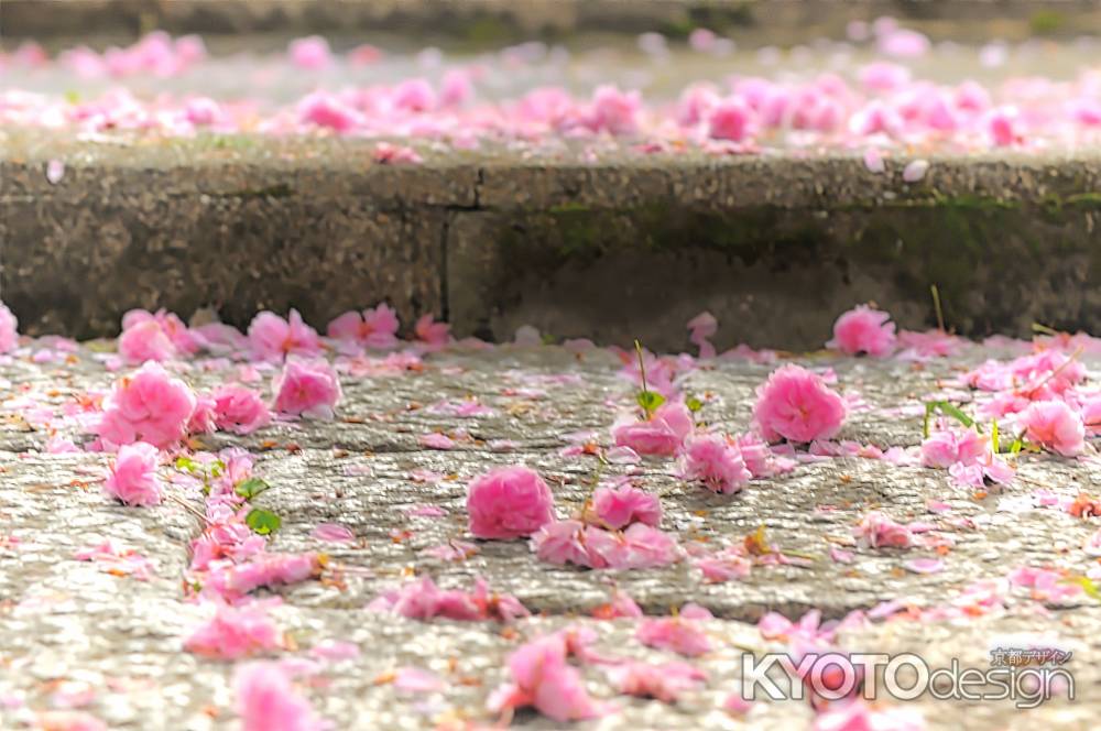 普賢象桜さん　花絨毯