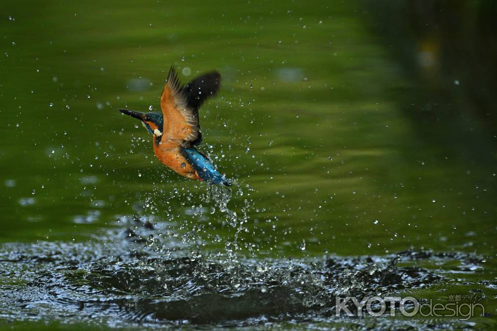 魚がいない　鴨川に行く