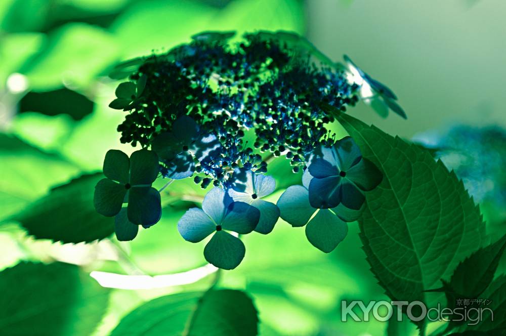 甘茶　厄や災難を洗い流し