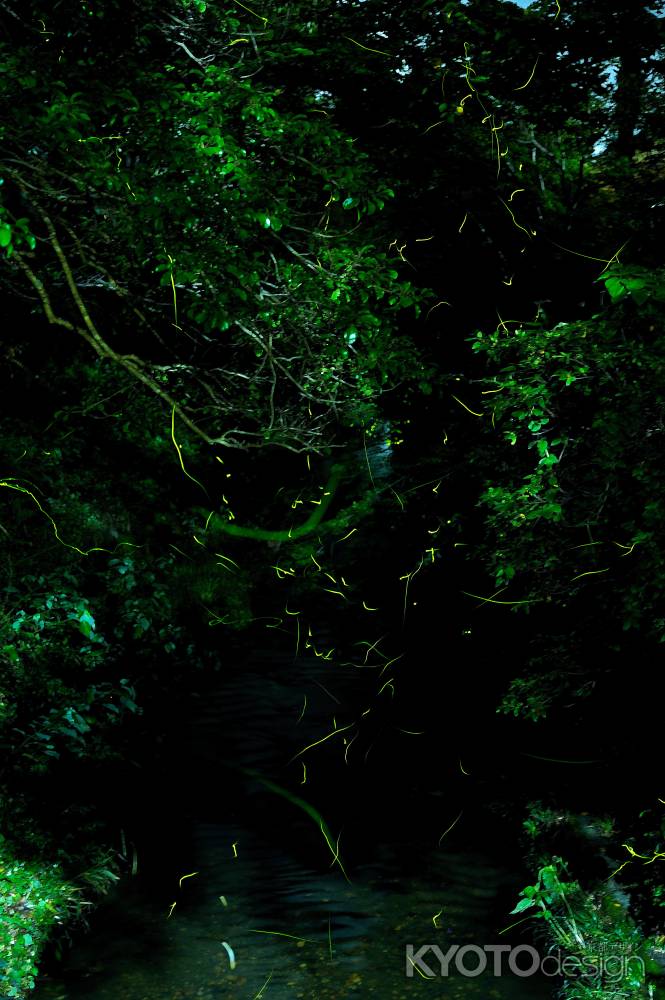 有栖川　蛍舞う