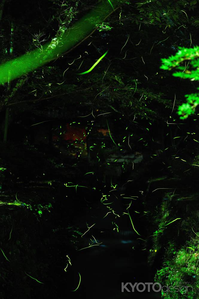 嵯峨に舞う　蛍