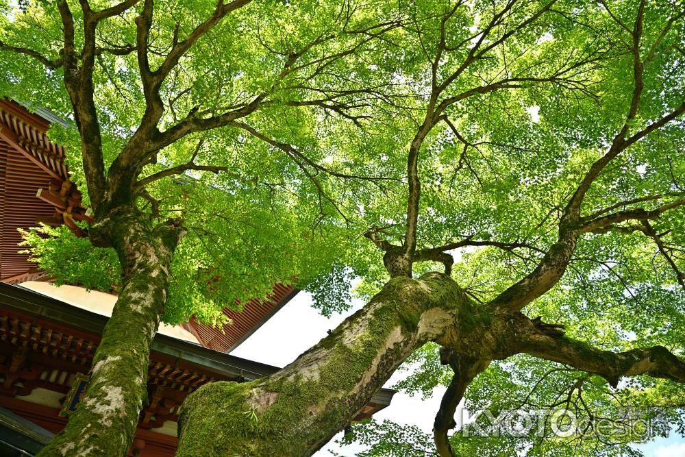 三明院さん　深緑