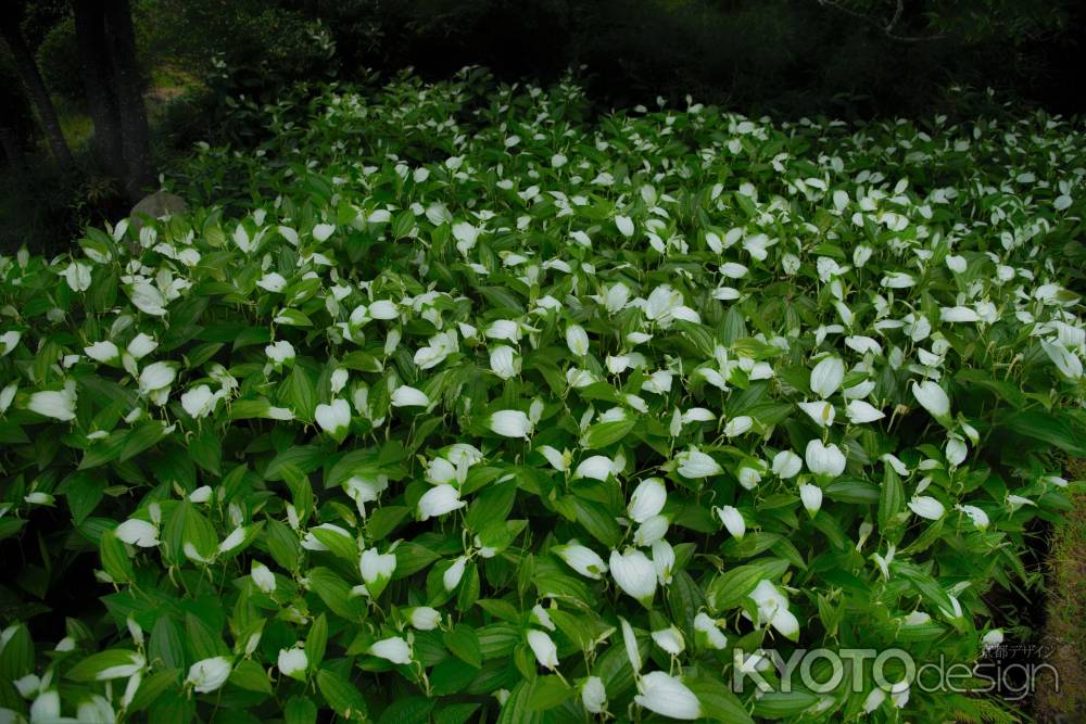 虫八幡さん　半夏生