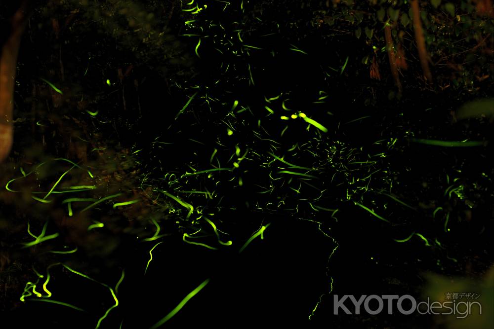 ならの小川　蛍