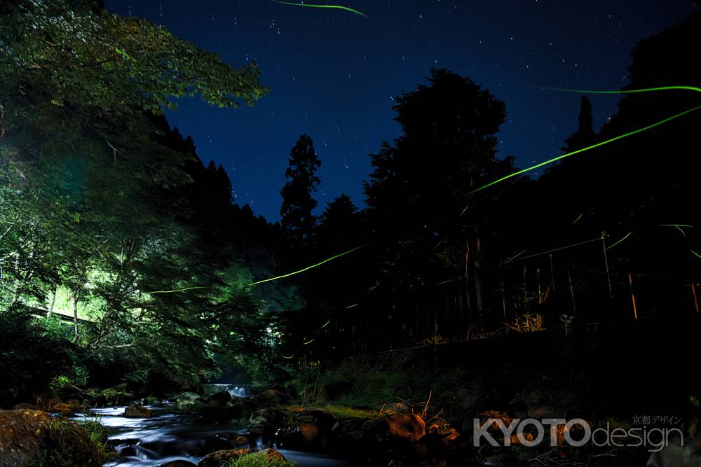 貴船の空に舞う　ホタル