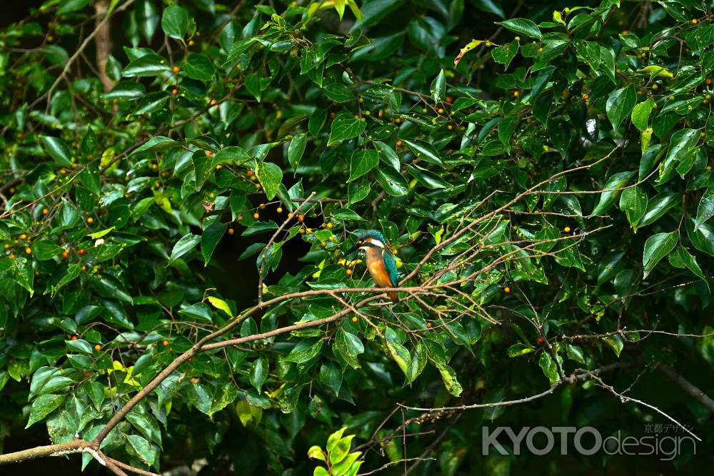 戻ってきたカワセミくん？