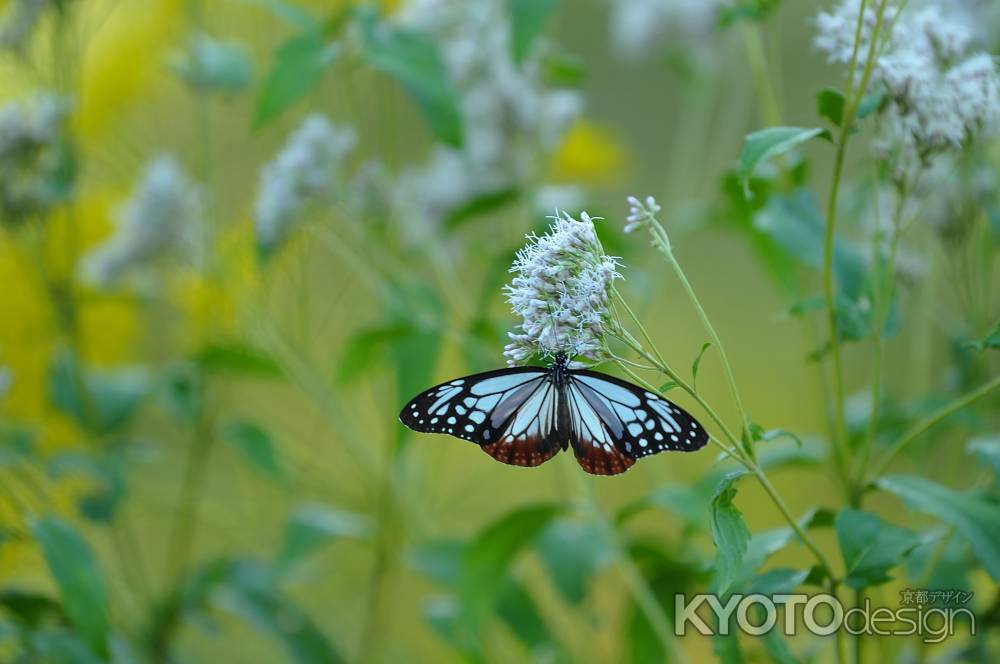 フジバカマとアサギマダラ