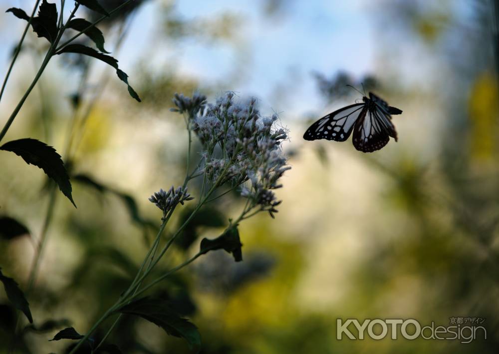 遠くまで飛ぶために
