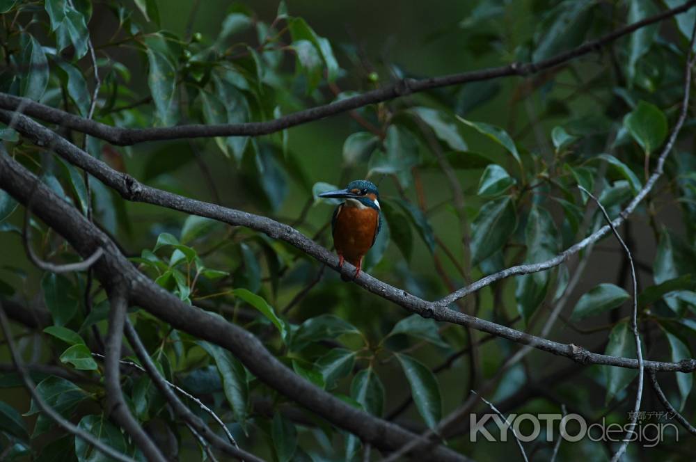 移動した翡翠さん　