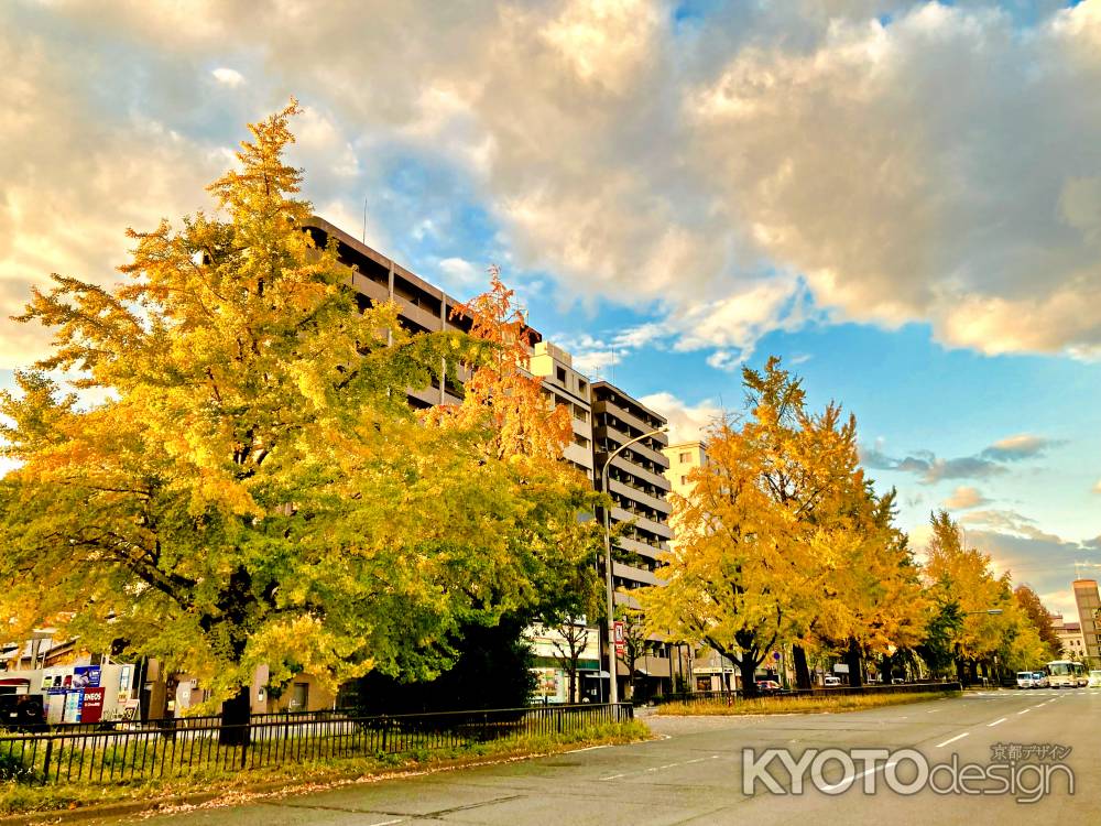 堀川通　イチョウ並木