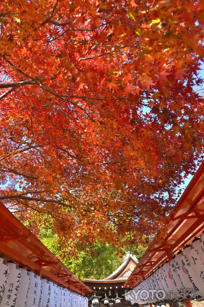 確認飛行物体　紅葉