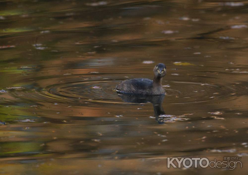 そんなに撮るの