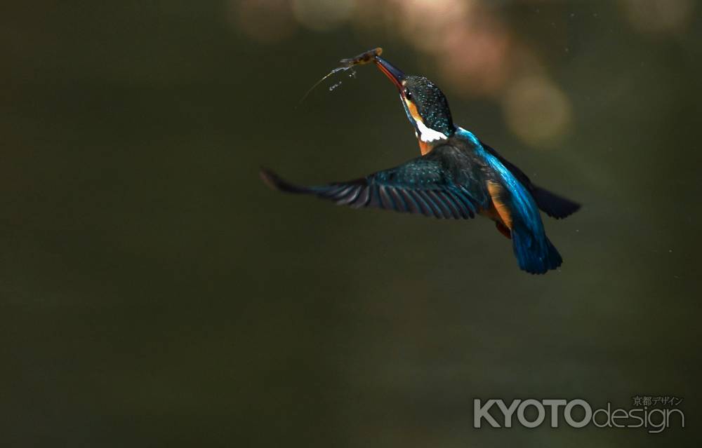 昇り龍のごとく　2024