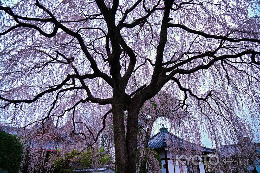 寂静のしだれ桜