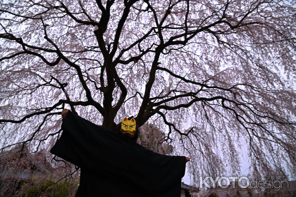 金狐としだれ桜