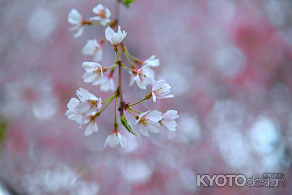 花枝自ずから短長