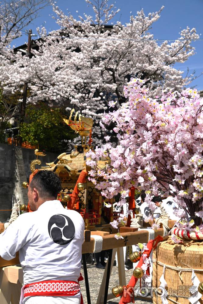 担ぎ手さんと桜