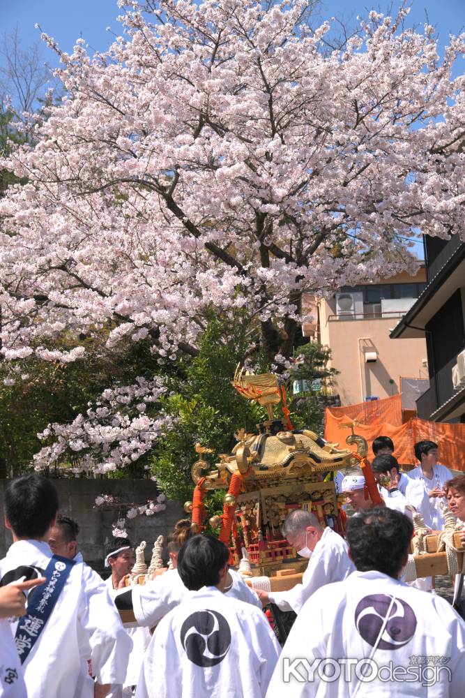 御神輿と桜