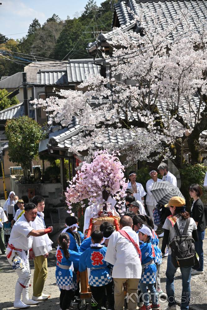 子供神輿と桜