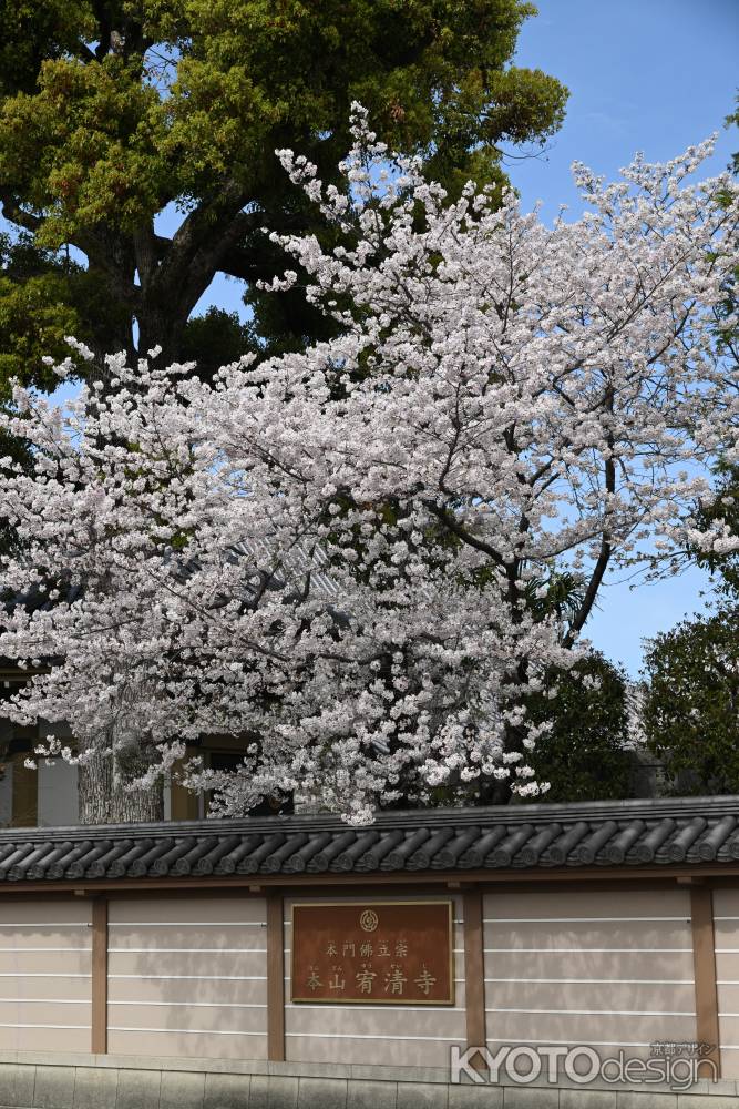 ソメイヨシノも美しい