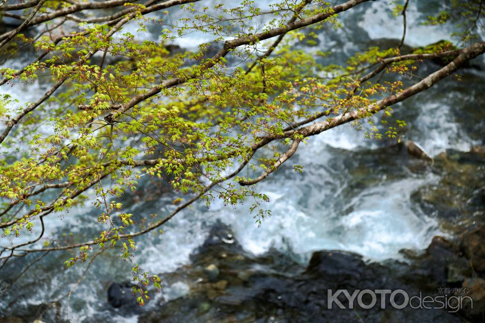 新芽と清滝川