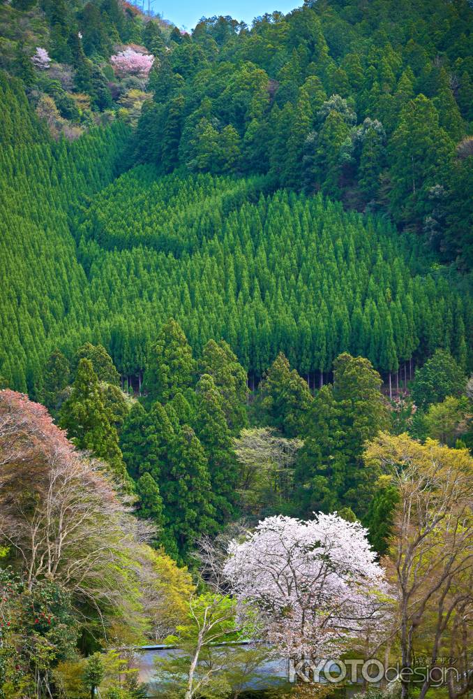 北山杉と桜